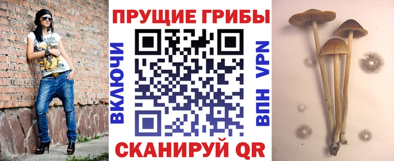 Псилоцибиновые грибы Psilocybine cubensis  Гурьевск 